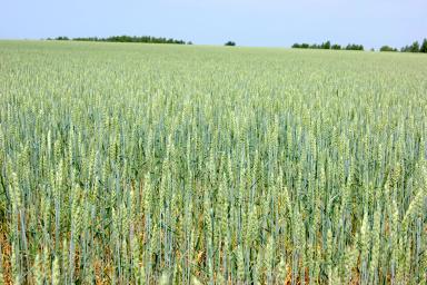 Боевчанка сорт мягкой яровой пшеницы