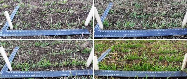 Метод предпосевной обработки семян оптическим когерентным излучением