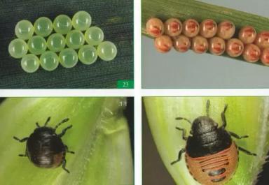 Клоп вредная черепашка