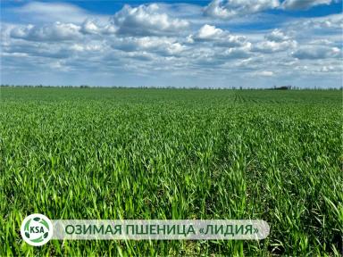 Развитие будущего урожая на полях "Крымского семенного Альянса"