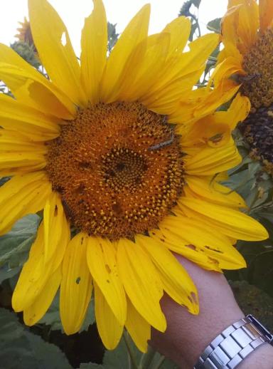 Внимание! Массовый лет Лугового мотылька