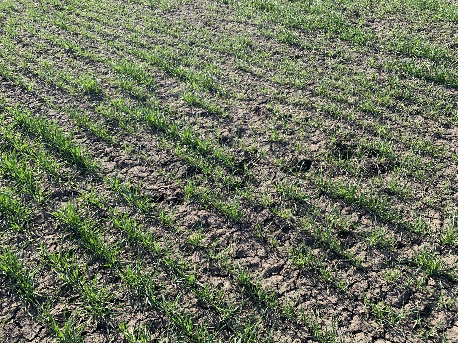 Подкормка озимой