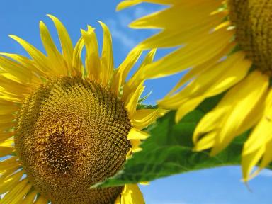 ЛГ 5543 КЛ подсолнечник