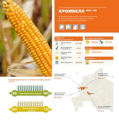Кромвелл - гибрид кукурузы ( Zea mays L.).