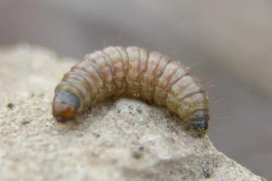 Подсолнечниковая огнёвка