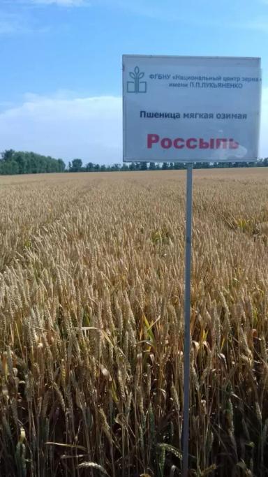 Россыпь сорт мягкой озимой пшеницы