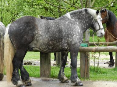 Першерон – порода лошадей 