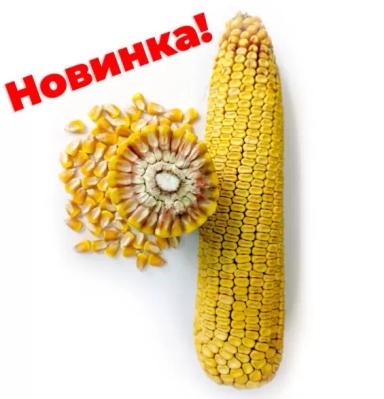 Золотой початок 200 СВ гибрид кукурузы