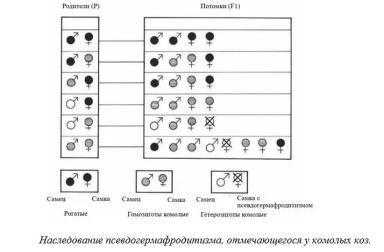 Харвуд – "Ветеринарное руководство по здоровью и благополучию коз". Гл. 6., ч. 1