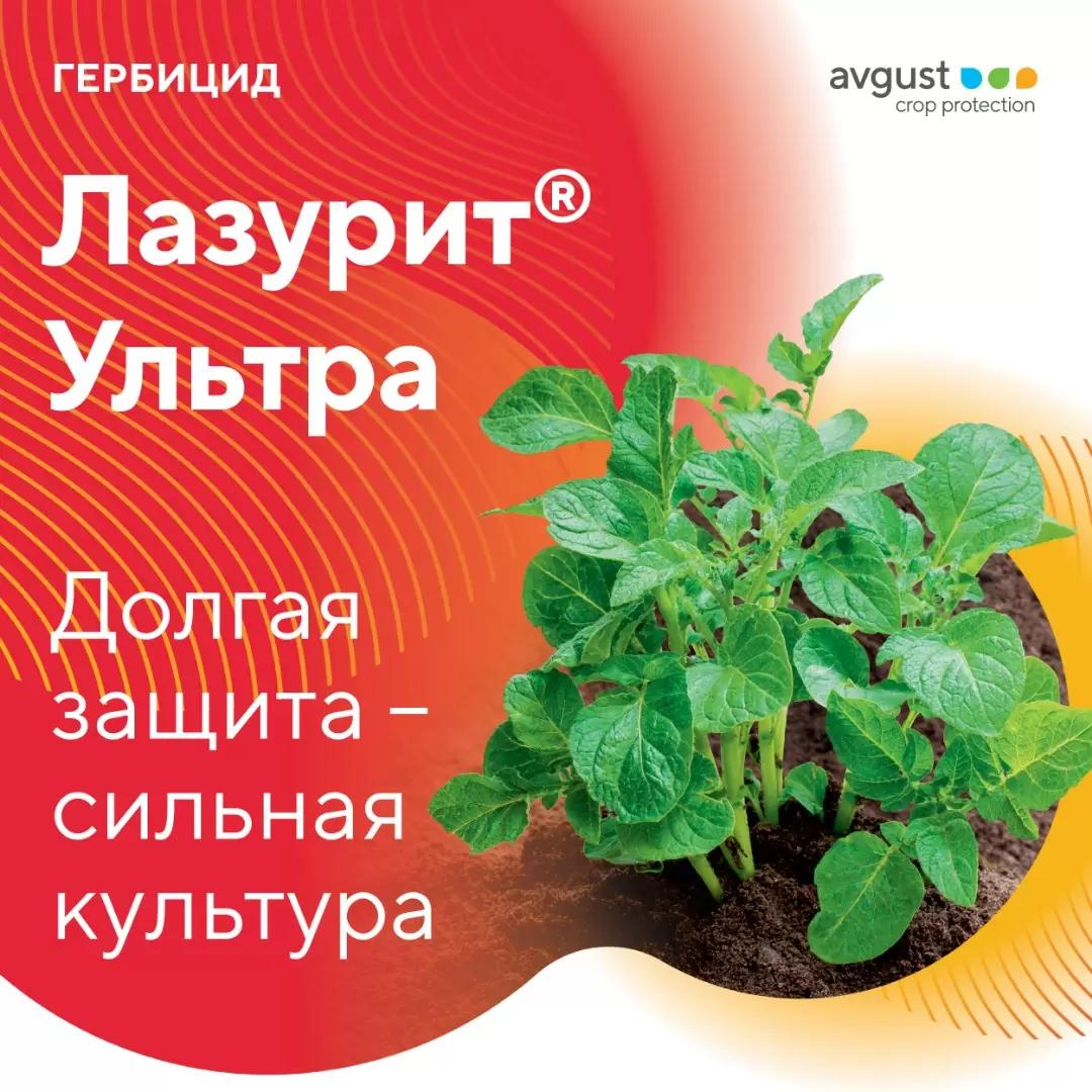 Долгая защита – сильная культура