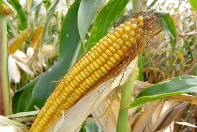 Квартал - гибрид кукурузы ( Zea mays L.).