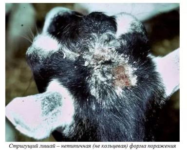 Харвуд – "Ветеринарное руководство по здоровью и благополучию коз". Гл. 14, ч. 2