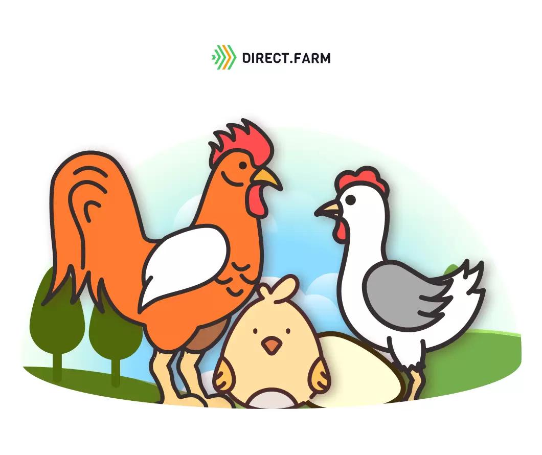 Улучшение родительского стада яичных кур