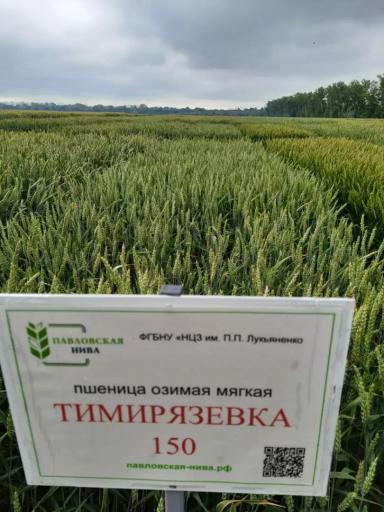 Тимирязевка 150