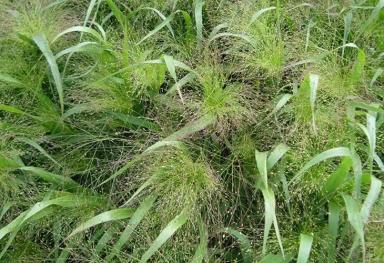 Просо волосовидное / раздвоенное