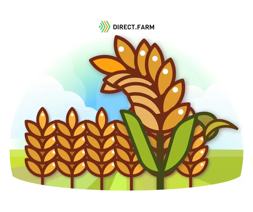 Почему засыхает флаговый лист?