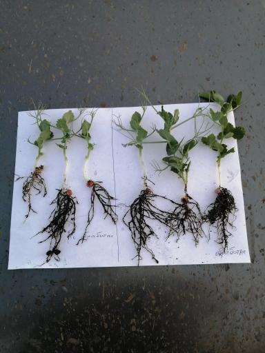 Эфективность Препарата ТОР