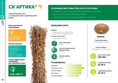 СК Артика сорт сои