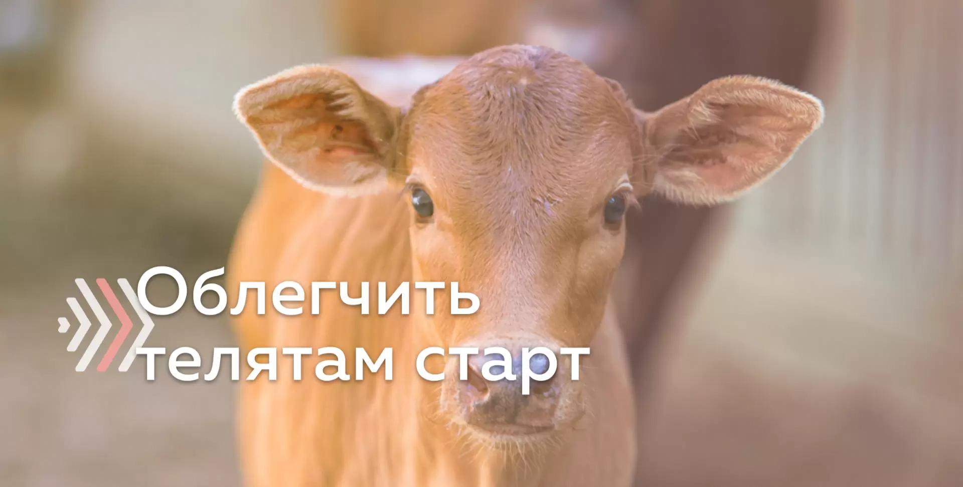 Дать телятам правильный старт