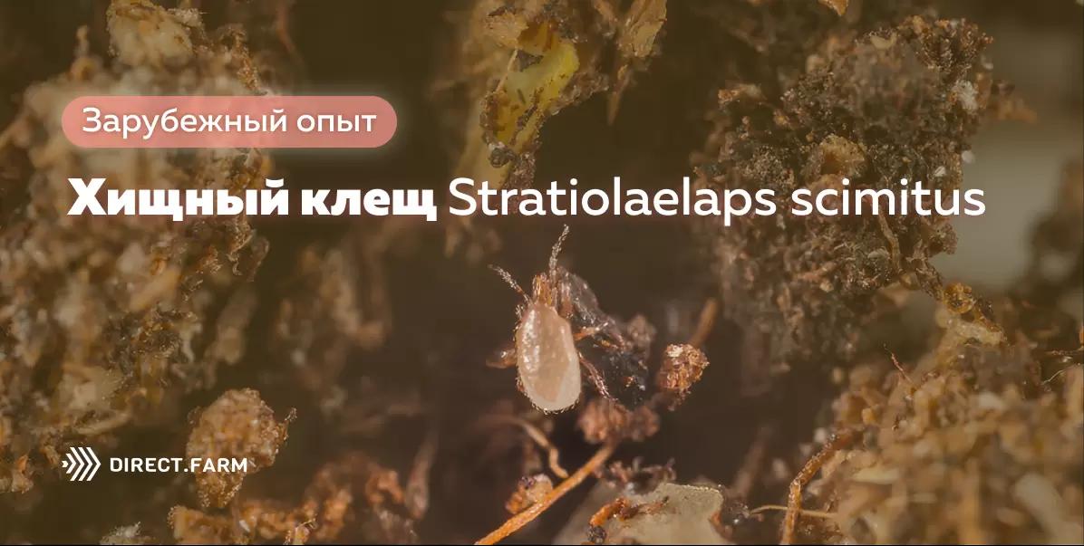 Хищный клещ Stratiolaelaps scimitus в биологической защите растений