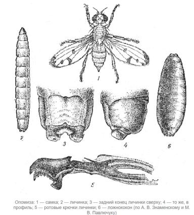 Опомиза пшеничная