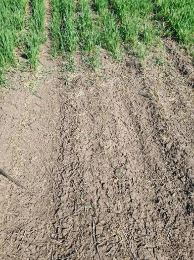 Хлебная жужелица, кто как борется?