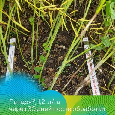Подсолнечник и рапс под надежной защитой