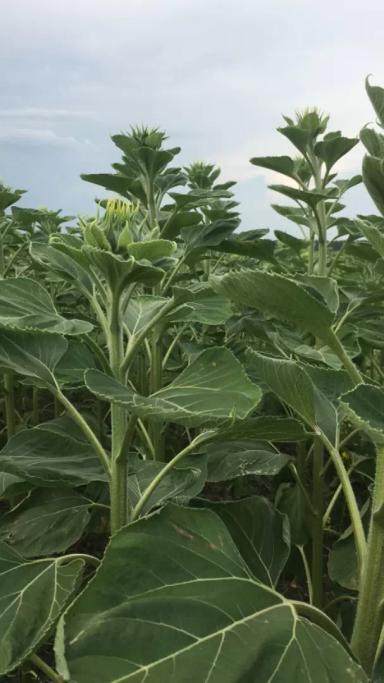 Что с подсолнечником, заворачиваются листья?