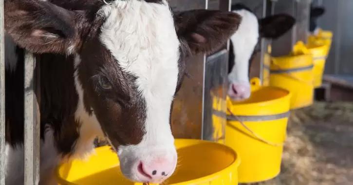 Температура ЗЦМ для телят в зимний период