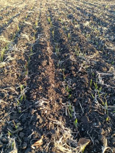 Вопросы для обсуждений: что со всходами?