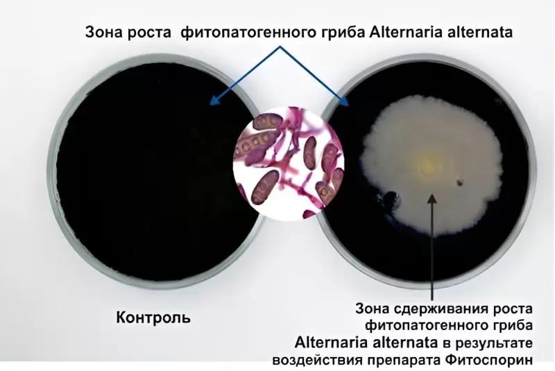 Использование комплексов микроорганизмов для защиты от фитопатогенов