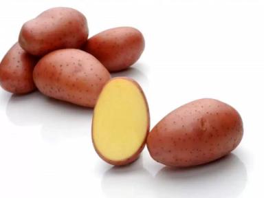 Ред Леди картофель