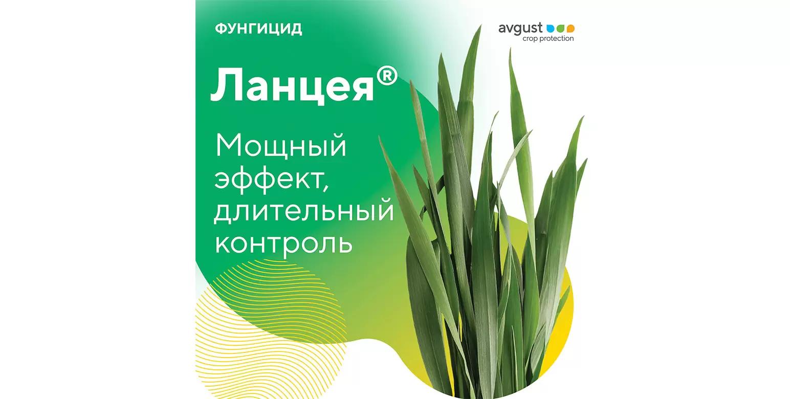 Зарегистрирован новый фунгицид «Августа» Ланцея®!