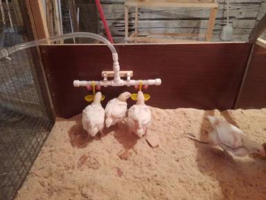 Обустройство птичника в сарае