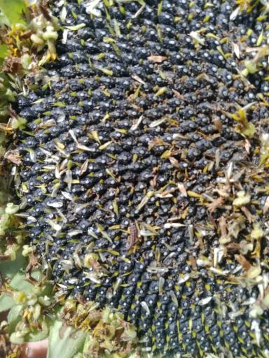 Вопросы из чатов: чем провести обработку?