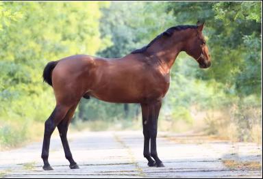 Украинская верховая порода лошадей