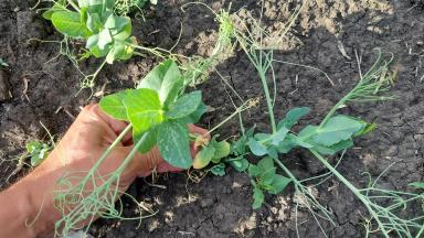 Горох после заморозка