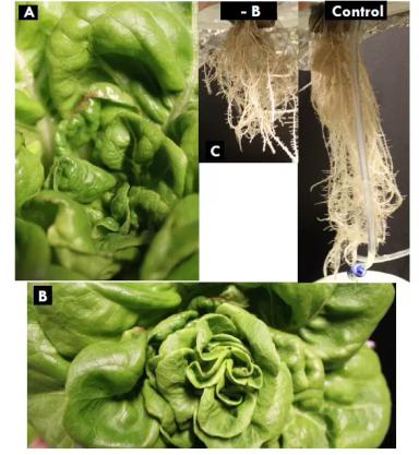 Признаки дефицита элементов питания у салата на гидропонике