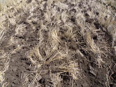 Плуг-рыхлитель ПБС-(8+1)Р «Интеграл» 