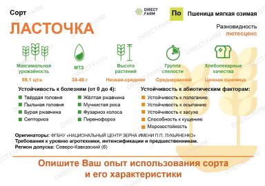 Ласточка сорт мягкой озимой пшеницы