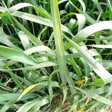 Вопросы из чатов: что с пшеницей?