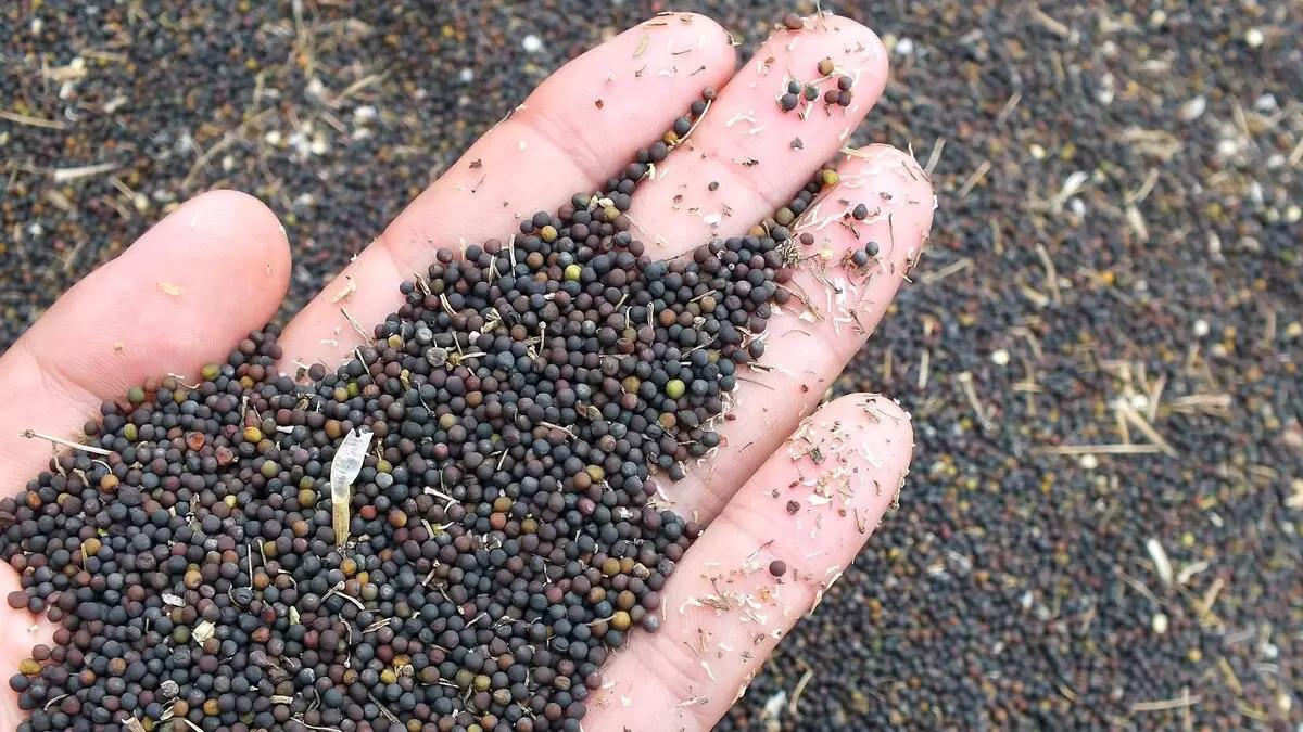 Вопросы для обсуждений: как обстоят дела с рапсом?