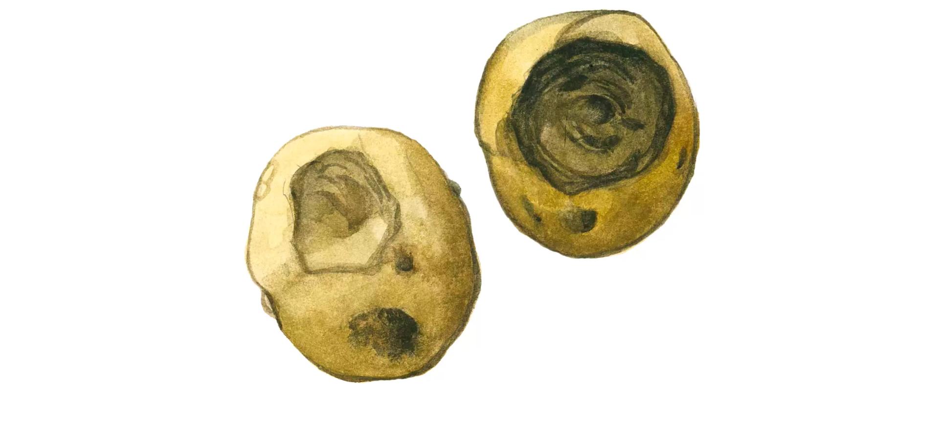 Фомоз картофеля