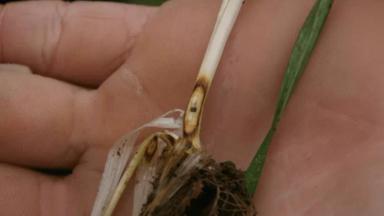 Гибеллиноз пшеницы