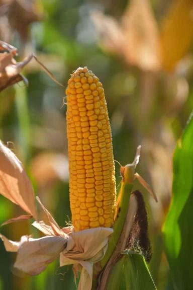 П 9074 - гибрид кукурузы Пионер