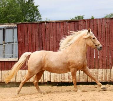 Белорусская упряжная порода лошадей 