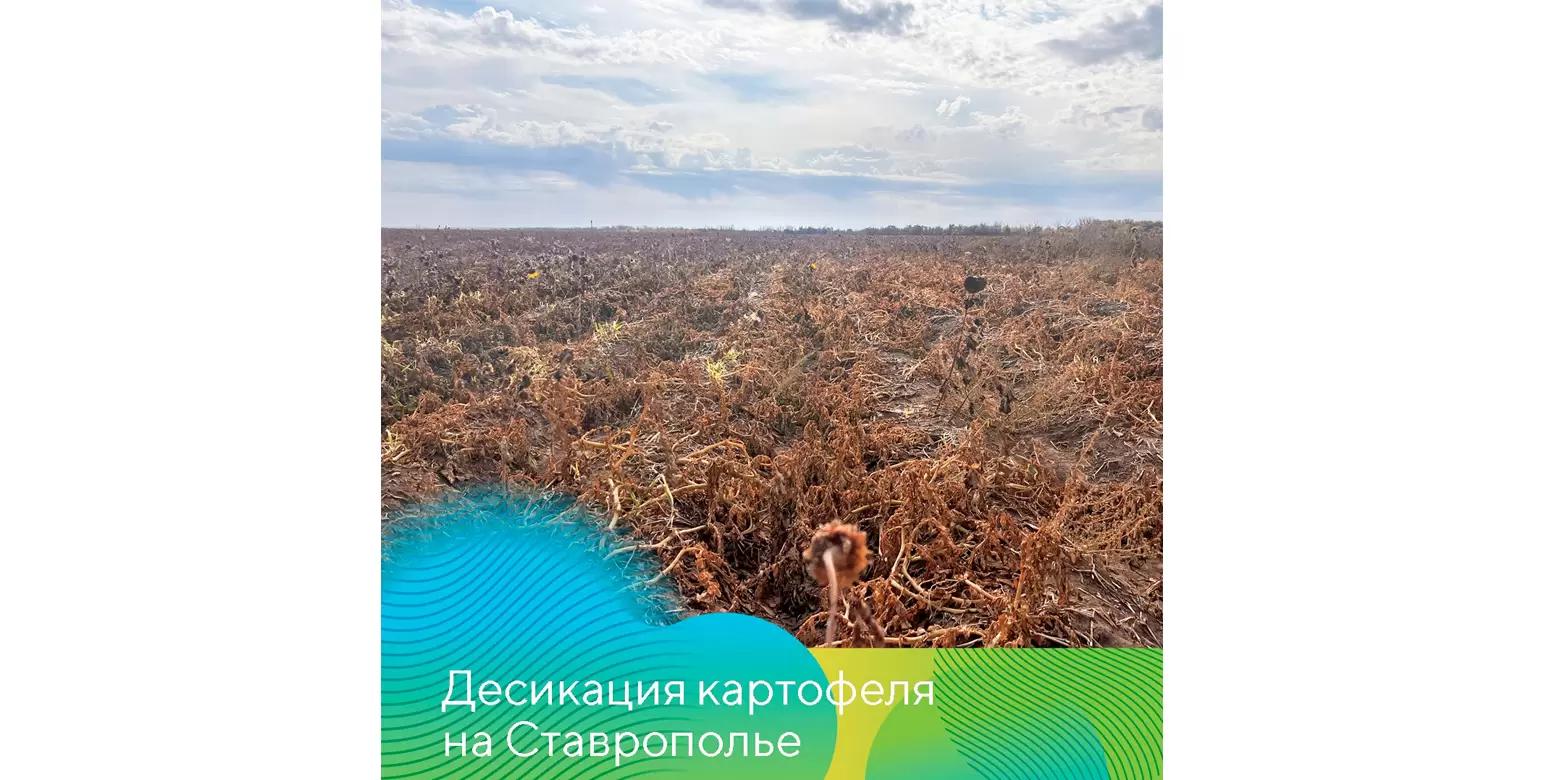 О важности десикации картофеля