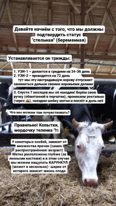 🌾 Искусство кормления: ключевой фактор здорового потомства 🌾