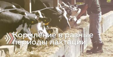 Кормление коров в разные периоды лактации