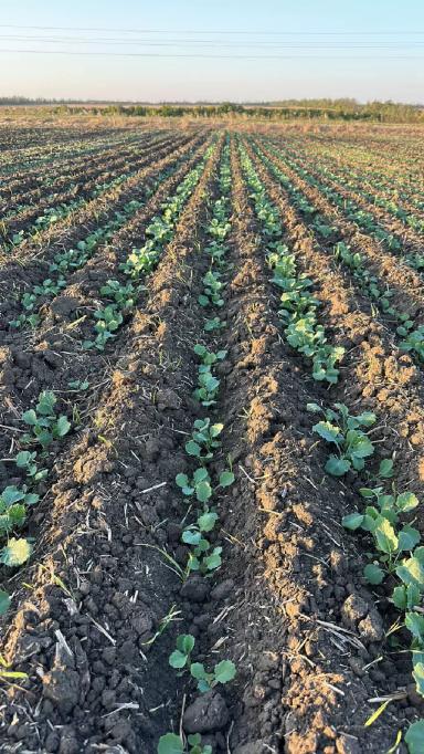 Опыты. Про-тилл мзури фуролан рапс и оз твердая пшеница